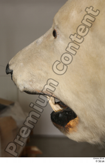 Polar bear mouth 0002.jpg